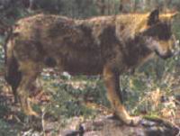 lupo-foto